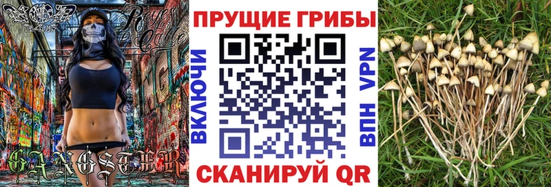 Псилоцибиновые грибы прущие грибы  Купить где  Кувшиново 